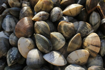 mussels on the market