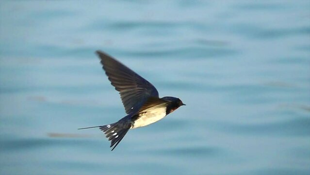 Close-up swallow flying on a water slow motion