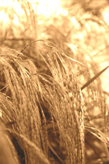 Natural dried hare's tail grass bouquet in golden harvest toned background.