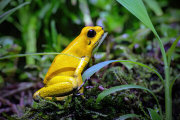 Atelopus carbonerensis