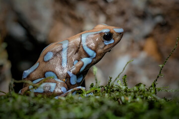 Green and black poison dart frog