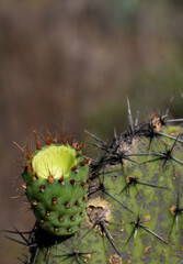 Fruto y textura