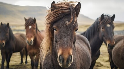The Icelandic horse may be a breed of horse made in Iceland. Closeup Icelandic steeds. Creative resource, AI Generated - obrazy, fototapety, plakaty