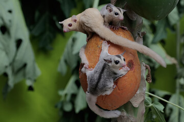 An albino adult female sugar glider is eating papaya fruit with her two babies. This marsupial...