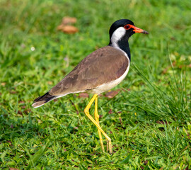 Red-wattled lapwing