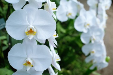 Fototapeta na wymiar Orchid flower in garden.