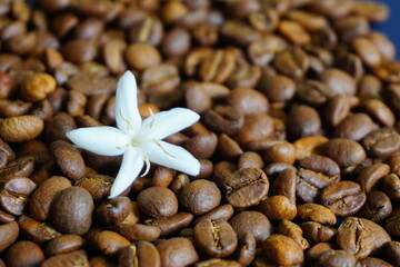 Coffee tree white flower with roasted coffee beans