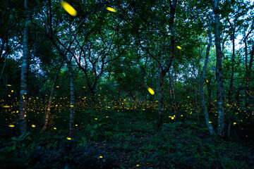 Firefly lightning bug in the rainforest at night