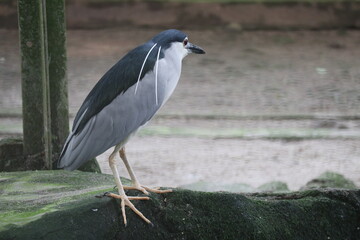 An asian heron in the zoo looks beautiful