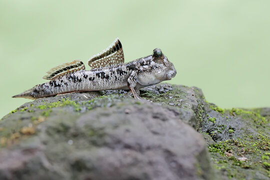 A barred mudskipper fish resting on a weathered log at the edge of a river mouth. This fish, which is mostly done in the mud, has the scientific name Periophthalmus argentilineatus.