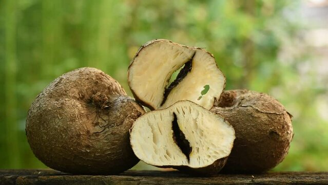 Pueraria mirifica head and fresh slices on nature background.