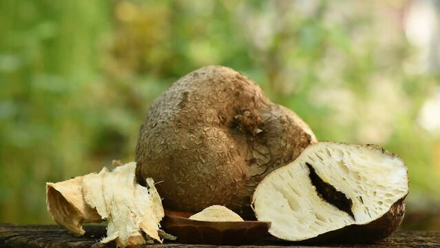 Pueraria mirifica head and powder on nature background.