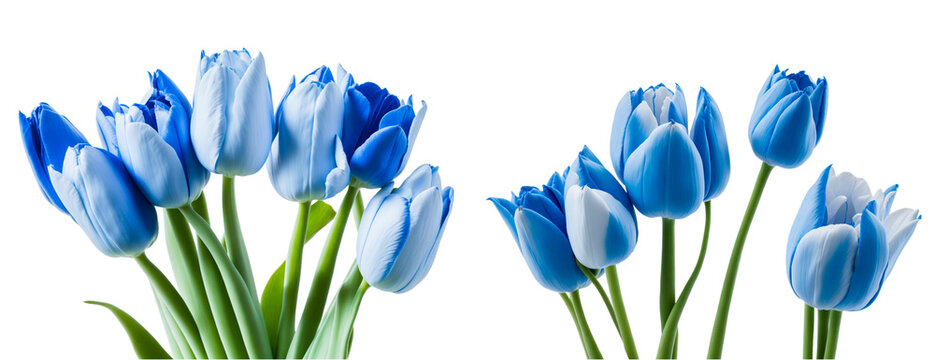  isolated blue tulips on white background. Generative Ai	
