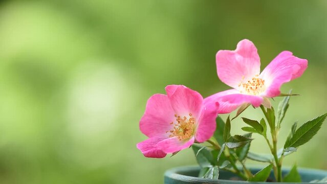 Dog rose or rosa canina flowers on nature background.