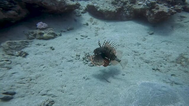 4k video of a Common Lionfish (Pterois volitans) in the Red Sea, Egypt