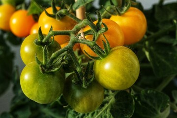 Close-up photo of yellow cherry tomatoes ripening on a bush.