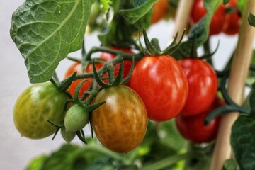 Close-up photo of red cherry tomatoes ripening on a bush.