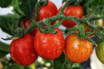 Close-up photo of red cherry tomatoes ripening on a bush.