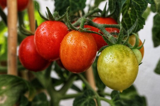 Close-up photo of red cherry tomatoes ripening on a bush.
