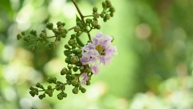 Lagerstroemia speciosa flower on nature background.