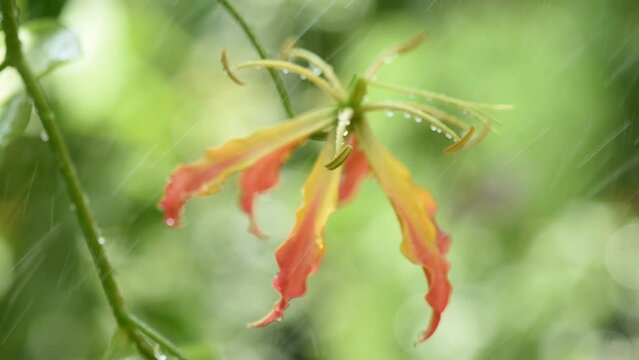 Climbing lily or gloriosa superba branch flowers on nature background.