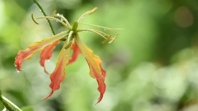 Climbing lily or gloriosa superba branch flowers on nature background.