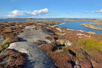 Fototapeta na wymiar beautiful coast of a sweden archipelago with heather covered rock at the edge of the sea in autumn