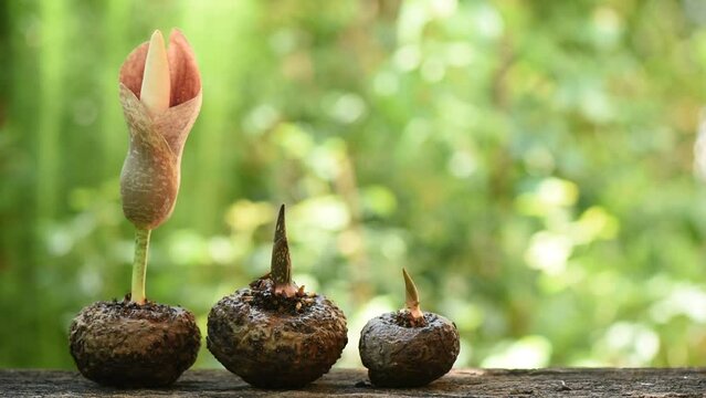 Amorphophallus or Konjac heads and fruits on nature background.