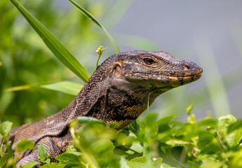 Monitor lizard