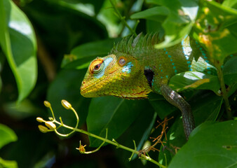 Oriental garden lizard