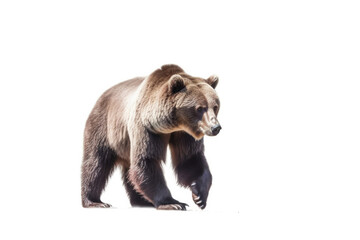 Obraz premium Bear in Wildlife white background, Generative AI