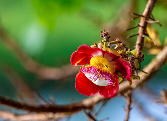 Canonball flower