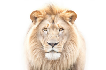 Obraz na płótnie Canvas Portrait of a Male adult lion, Panthera Leo, isolated on white, Generative AI
