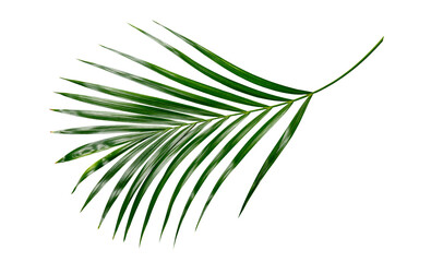 Green Palm leaf Coconut leaves on white background isolate with clipping path.