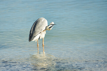 Brown heron bird near the beach, Mahe Seychelles 1