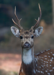 Spotted deer Chital portrait 