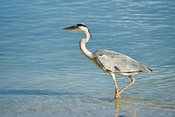 Brown heron bird near the beach, Mahe Seychelles 9