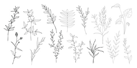 vector hand drawn plant and flower images