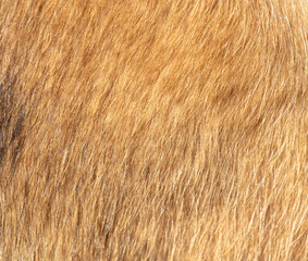 Dog fur as a background. Texture of a dog's fur