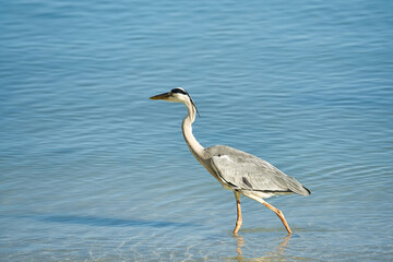 Brown heron bird near the beach, Mahe Seychelles 12