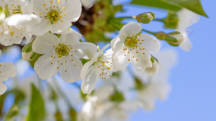 Flowers on a cherry tree against the blue sky in spring.