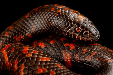 African Burrowing Python (Calabaria reinhardtii)