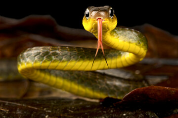 Amazonian whip snake (Chironius exoletus) tongue flicking