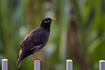 common myna or Indian myna bird on white fence, Mahe Seychelles 1