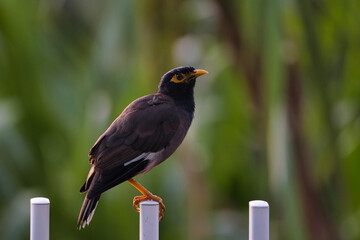 common myna or Indian myna bird on white fence, Mahe Seychelles 2