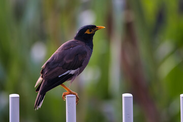 common myna or Indian myna bird on white fence, Mahe Seychelles 3