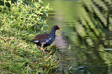 Moreng or moorhen bird near mangrove, Mahe Seychelles 1