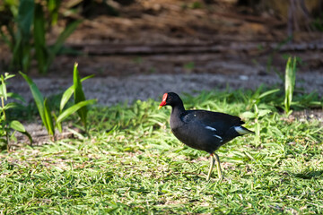 Moreng or moorhen bird near mangrove, Mahe Seychelles 6