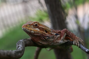 The action of Pogona, Pogona vitticeps is a lizard species which are often known by the common name bearded dragons