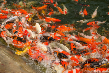 Obraz na płótnie Canvas Lots of koi fish in the pond